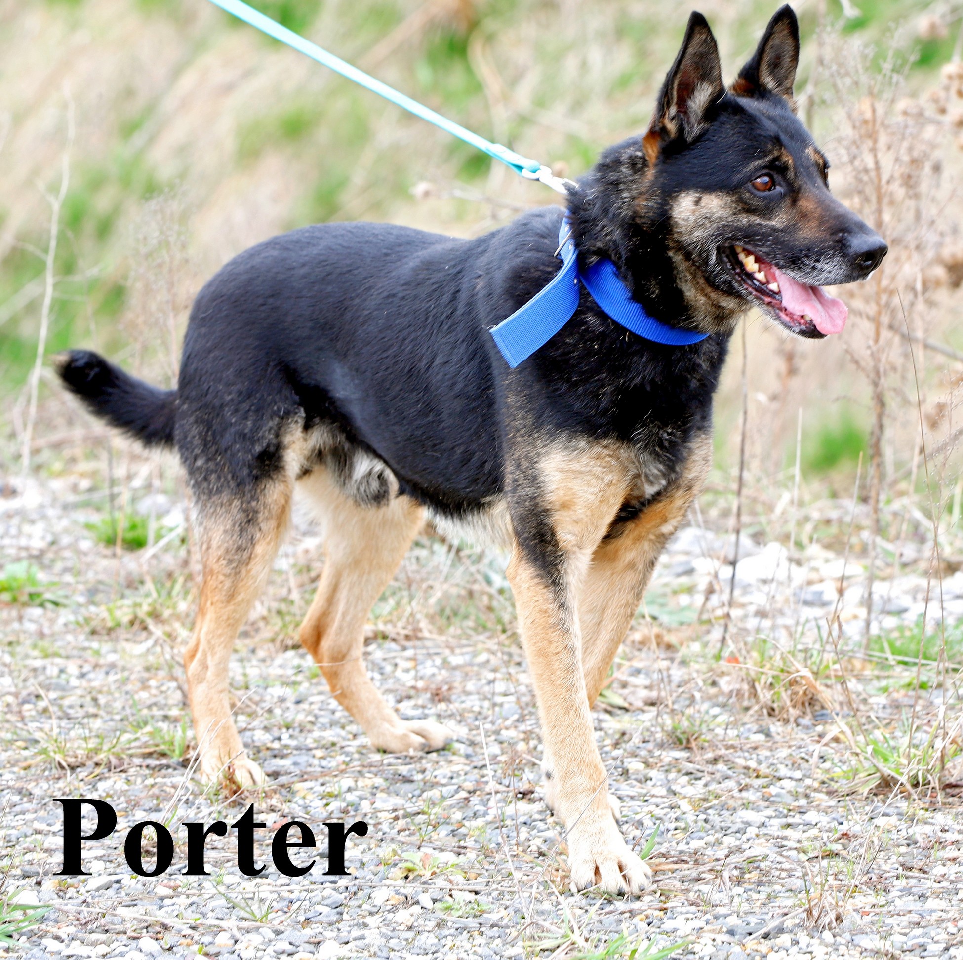 porter_--_kopia